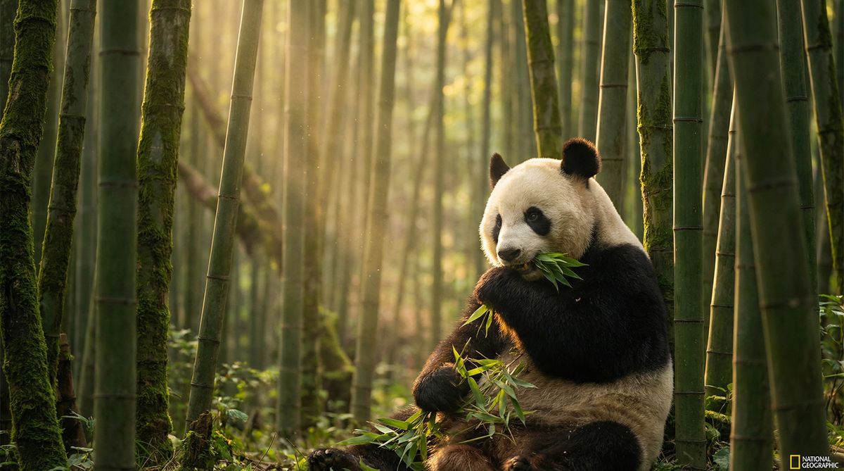 母狗动物写真视频社区