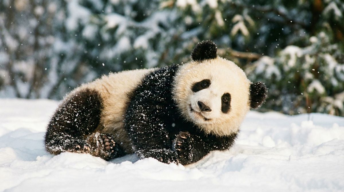 母狗熊猫视频社区